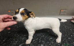 Jack Russell dogs for sale: Stunning true to type jackrussell  - Image 6