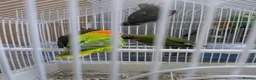 Lovebirds birds for sale: Lovebirds 🩷 | Babies & Breeding Pairs for Sale in York - Advert 8
