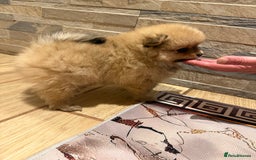 Pomeranian dogs for sale: Gorgeous Female Poms ☺️ - Advert 12
