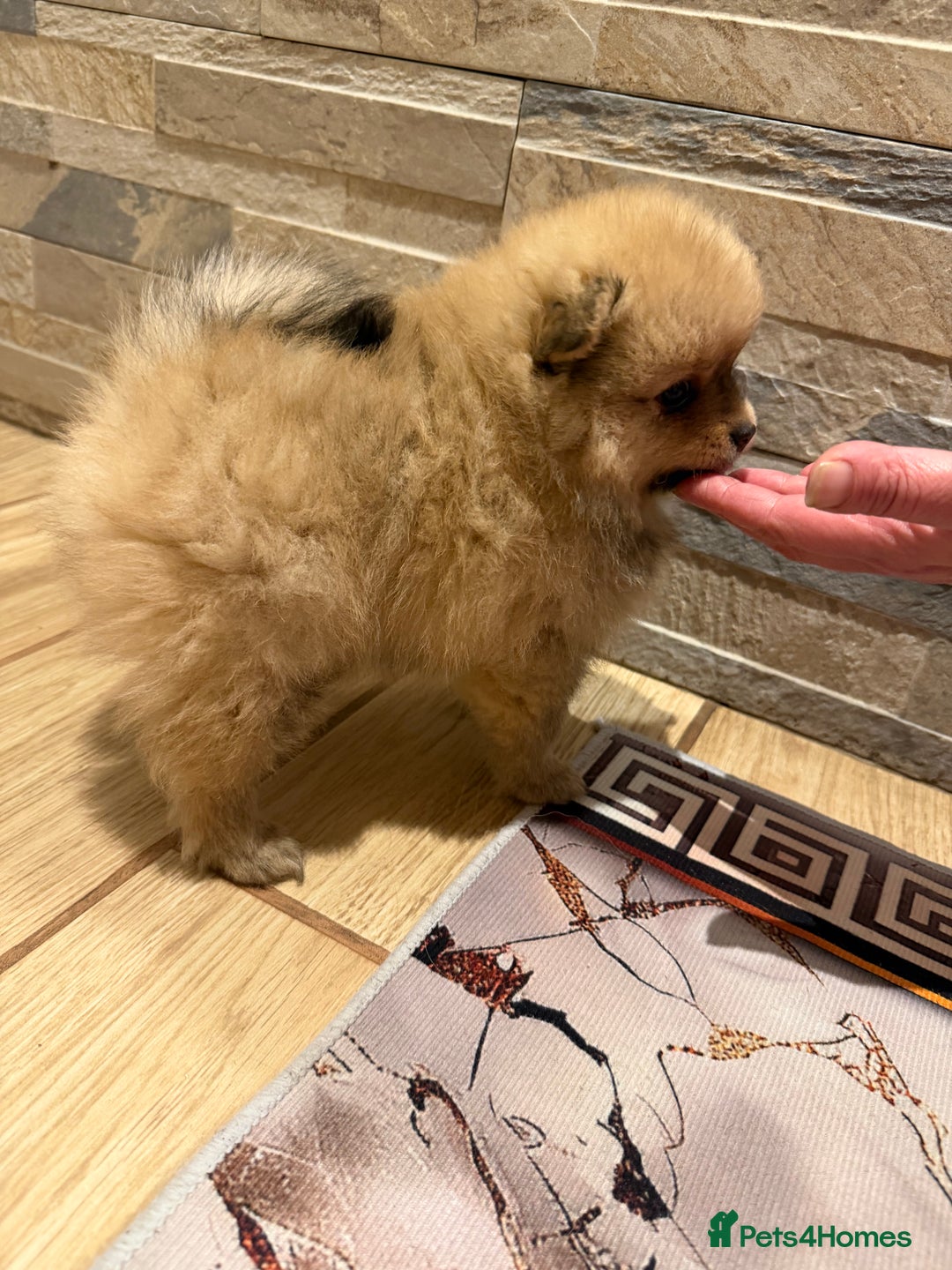 Pomeranian dogs for sale: Gorgeous Female Poms ☺️ - Advert 12