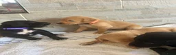 Mixed Breed dogs for sale: Fox red Labrador  - Advert 11