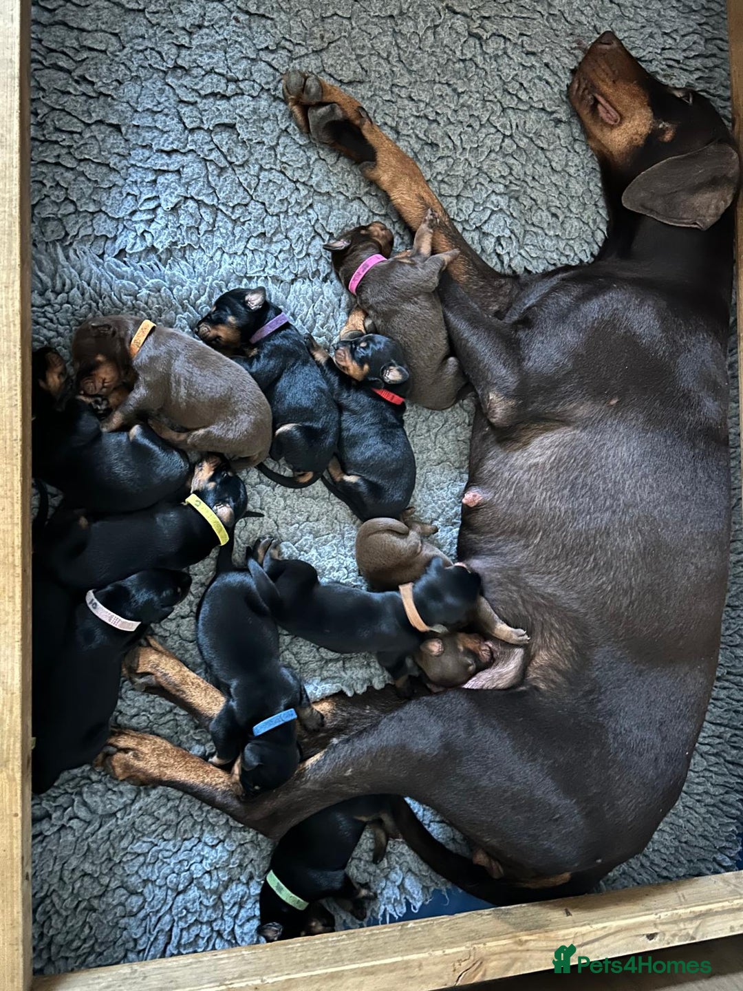Dobermann dogs for sale: Outstanding KC Reg Dobermann puppies - Image 5