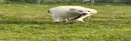 Mixed Breed dogs for adoption: Rosie - Norwich Norfolk  in Norwich - Advert 6