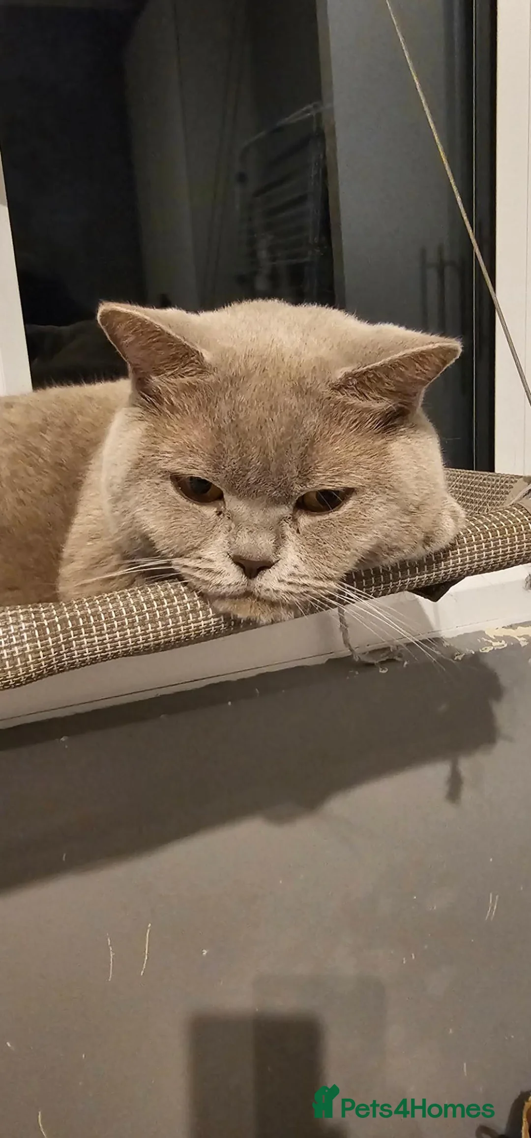 British Shorthair cats for sale: Active mom SALE - Advert 2
