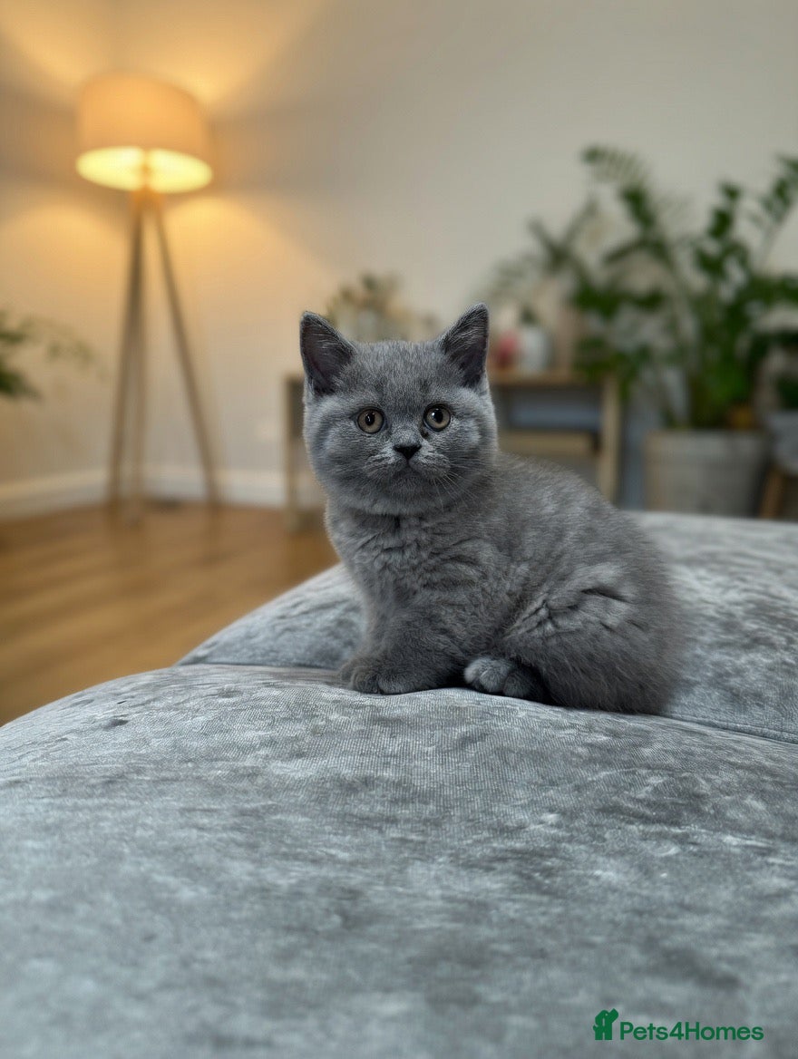 British Shorthair cats 1 Gorgeous British Shorthair Kittens GCCF  - Advert 2