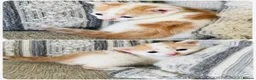 European cats for sale: 🐱🧡 Beautiful Ginger Kittens for Sale 🧡🐱 - Advert 3