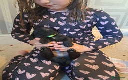 Mixed Breed dogs for sale: Splurcherpoo puppys - Image 17