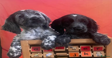 Cocker Spaniel dogs - Advert 11