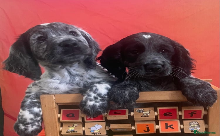 Cocker Spaniel dogs - Advert 3