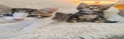Mixed Breed cats for sale: 4 beautiful boys  - Advert 15