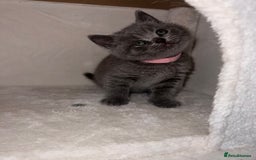 British Shorthair cats for sale: BRITISH SHORTHAIR PEDIGREE - FIRST LITTER - Image 17