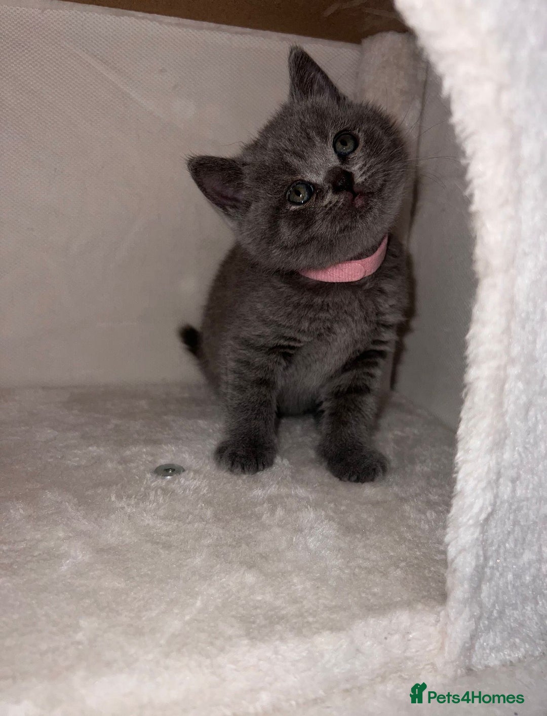 British Shorthair cats for sale: BRITISH SHORTHAIR PEDIGREE - FIRST LITTER - Image 17