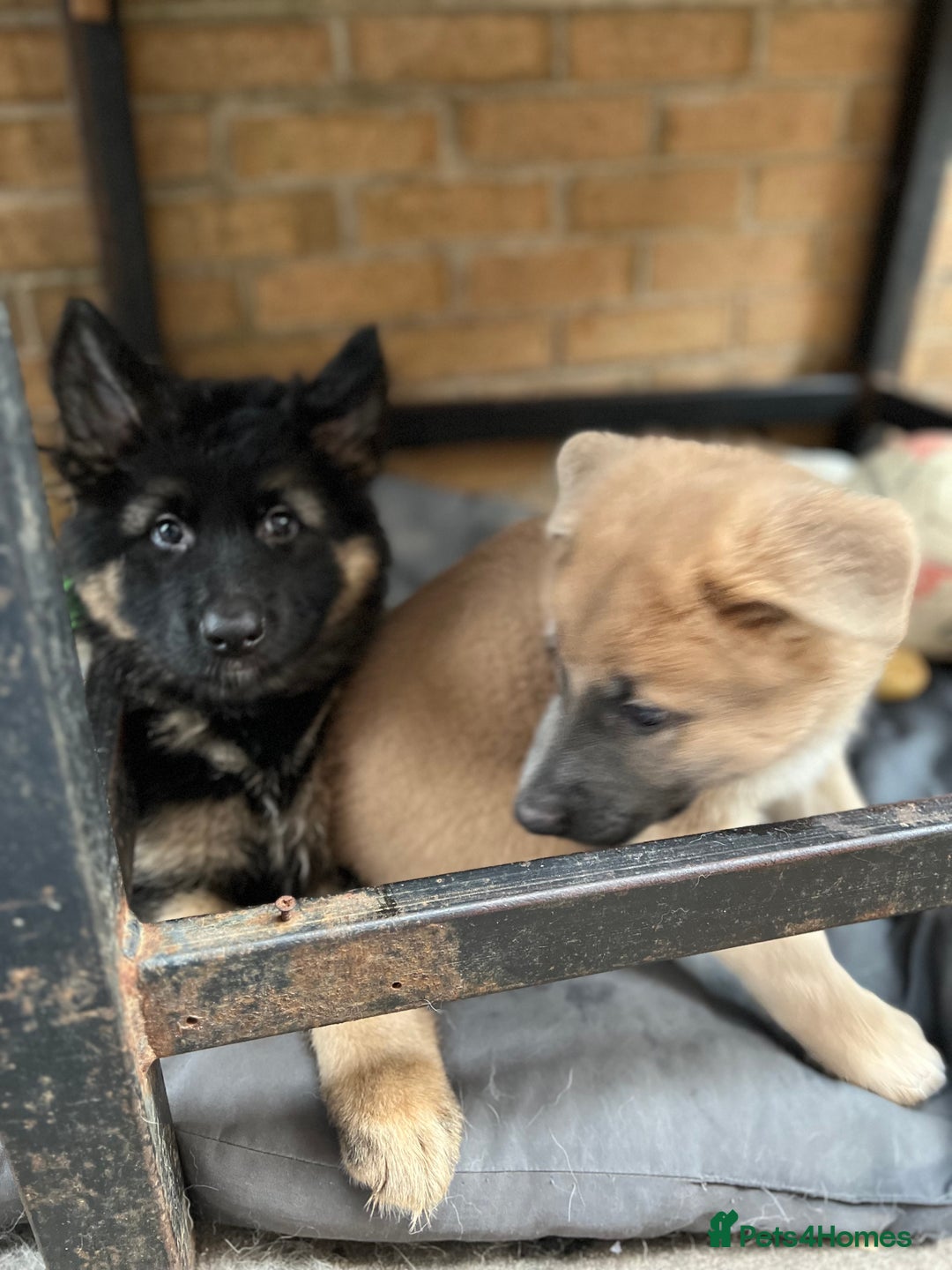 German Shepherd dogs for sale: REDUCED German shepherd puppies 8 was old - Advert 31