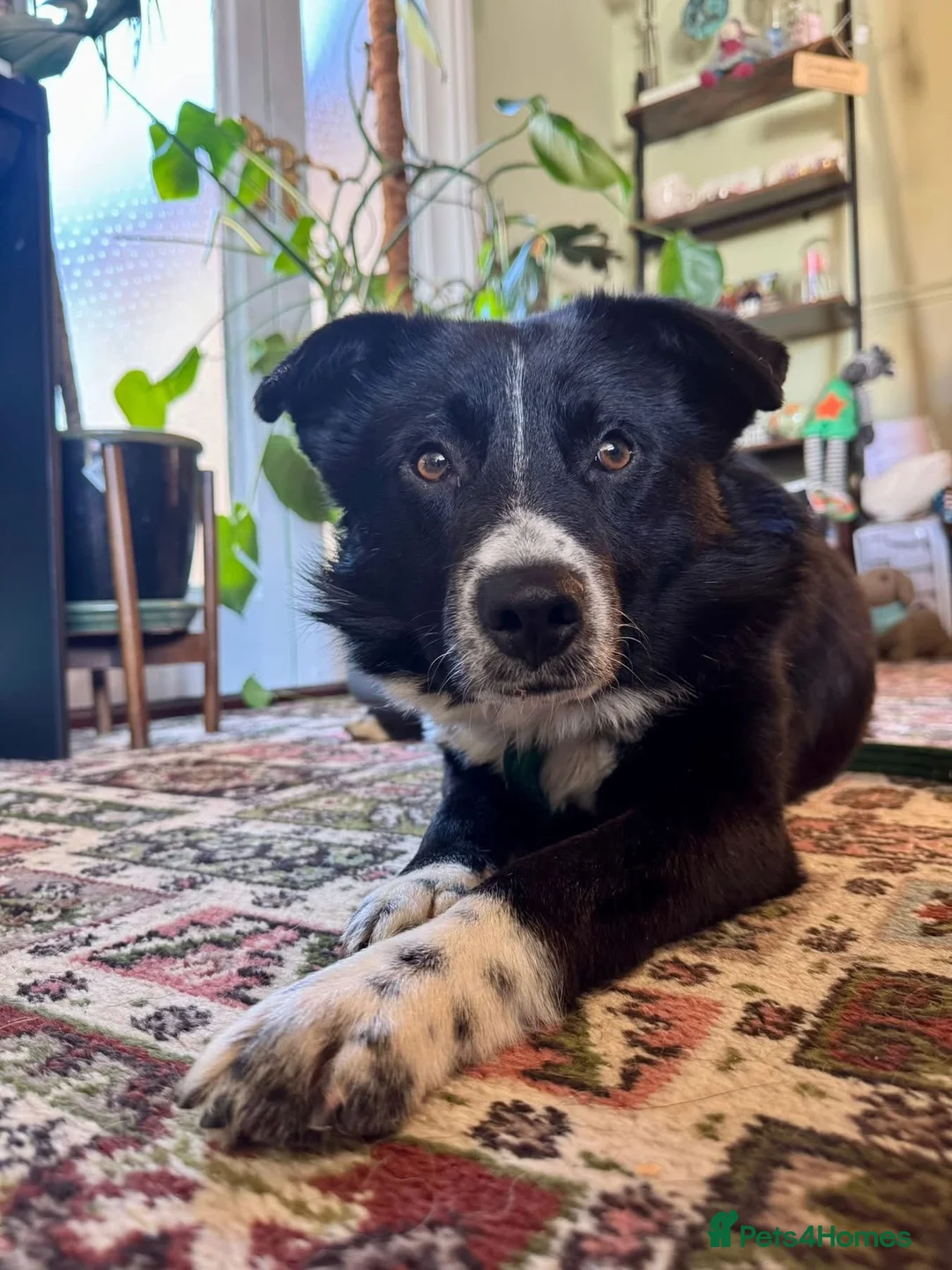 Mixed Breed dogs for adoption: Arthur - Long stratton  - Advert 1