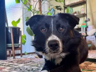 Mixed Breed dogs Arthur - Long stratton - Advert 3