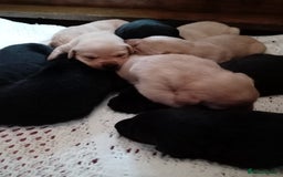 Labrador Retriever dogs for sale: KC reg DNA tested labrador puppies - Image 4