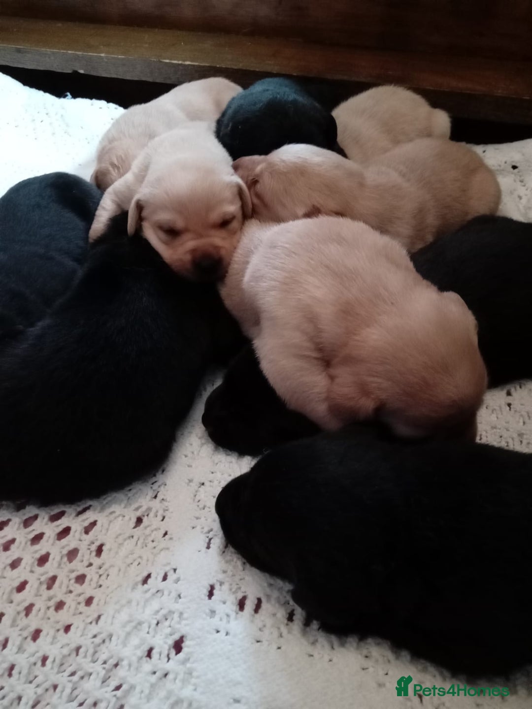 Labrador Retriever dogs for sale: KC reg DNA tested labrador puppies - Image 4