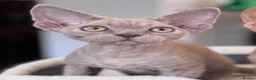 Devon Rex cats for sale: Fantastic pedigree Devon Rex kittens  - Advert 5