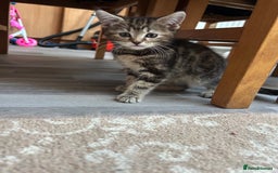 Maine Coon cats for sale: Maine coon x bengal  - Image 1