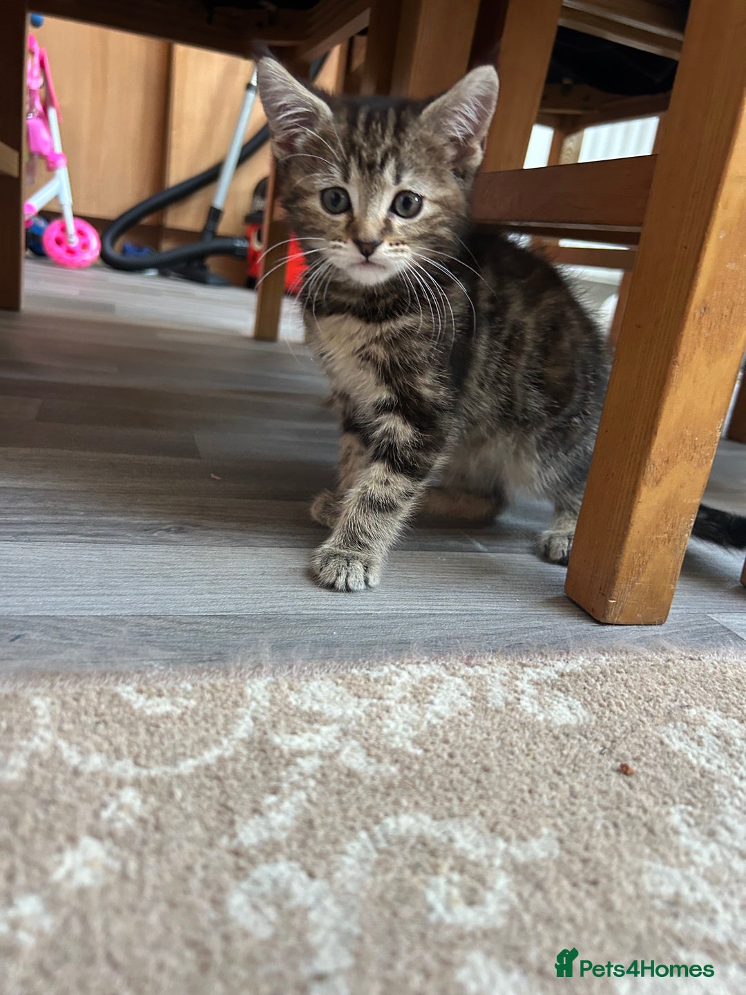 Maine Coon cats for sale: Maine coon x bengal  - Image 1