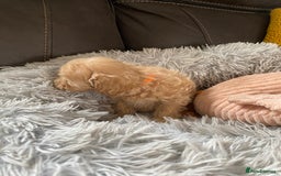 Maltipoo dogs for sale: Tiny Maltipoo Puppies - Image 6