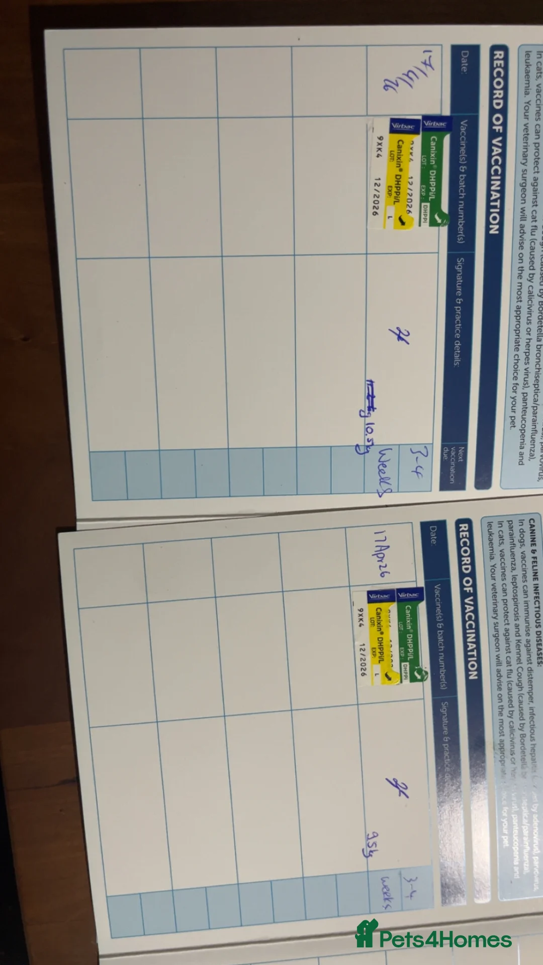 Cane Corso dogs for sale: Turner Hooch puppies Italian Mastiff Cane Corso - Advert 1