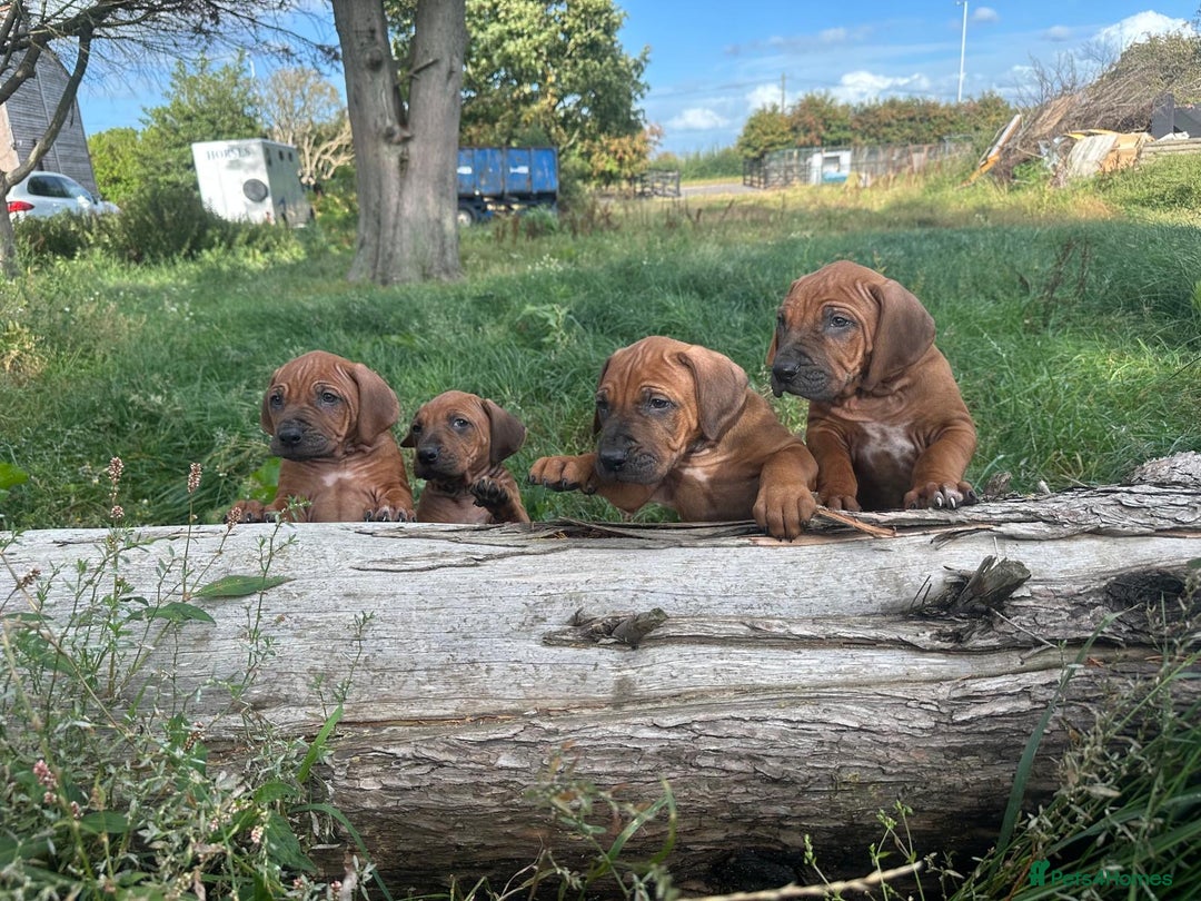 Rhodesian Ridgeback dogs for sale: Exquisite litter Rhodesian Ridgebacks - Image 16