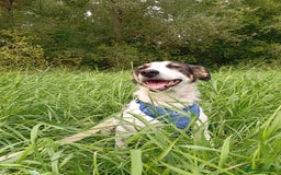 Mixed Breed dogs for adoption: ❤️ Alma – a 1.5-year-old lower-medium girl❤️ - Advert 8