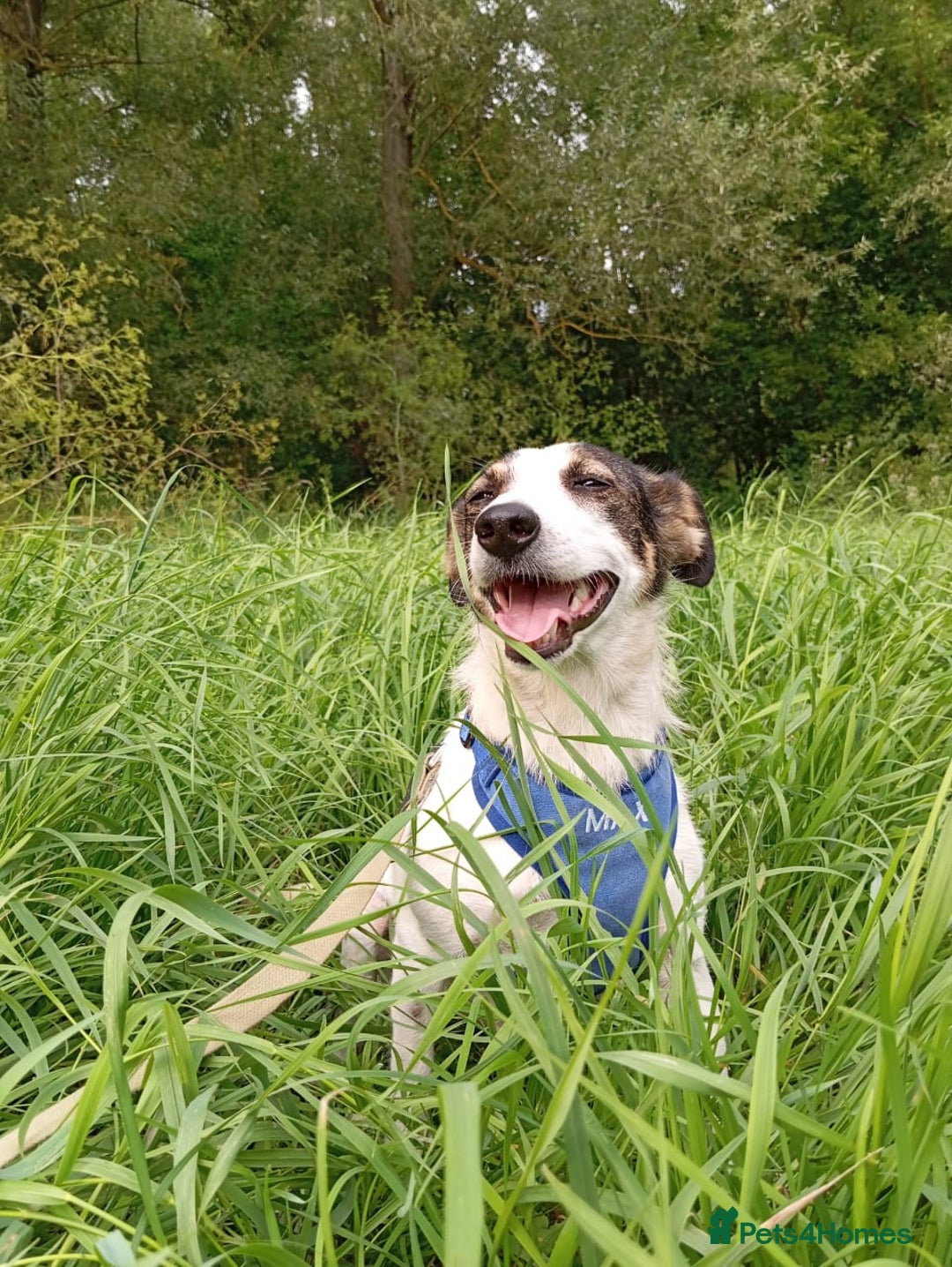 Mixed Breed dogs for adoption: ❤️ Alma – a 1.5-year-old lower-medium girl❤️ - Advert 8