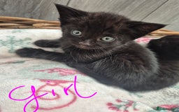 Mixed Breed cats for sale: Beautiful mixed kittens  - Image 9
