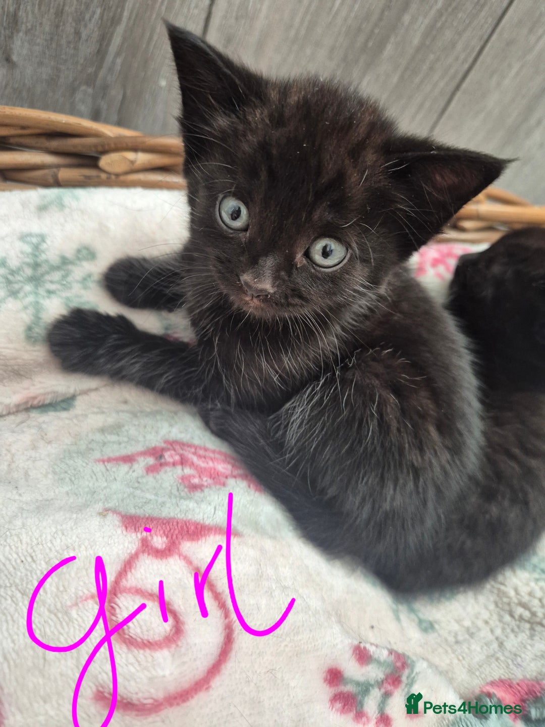 Mixed Breed cats for sale: Beautiful mixed kittens  - Image 9