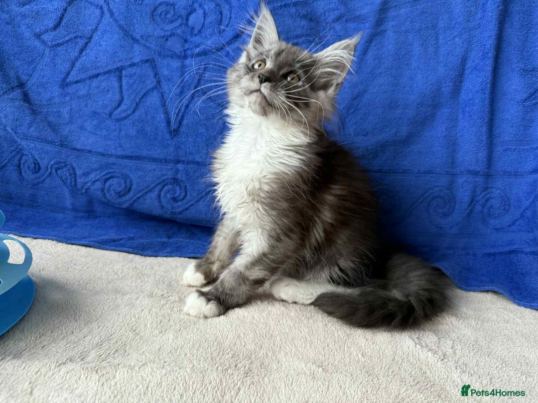 Maine Coon cats for sale: Maine coon girl - Advert 8