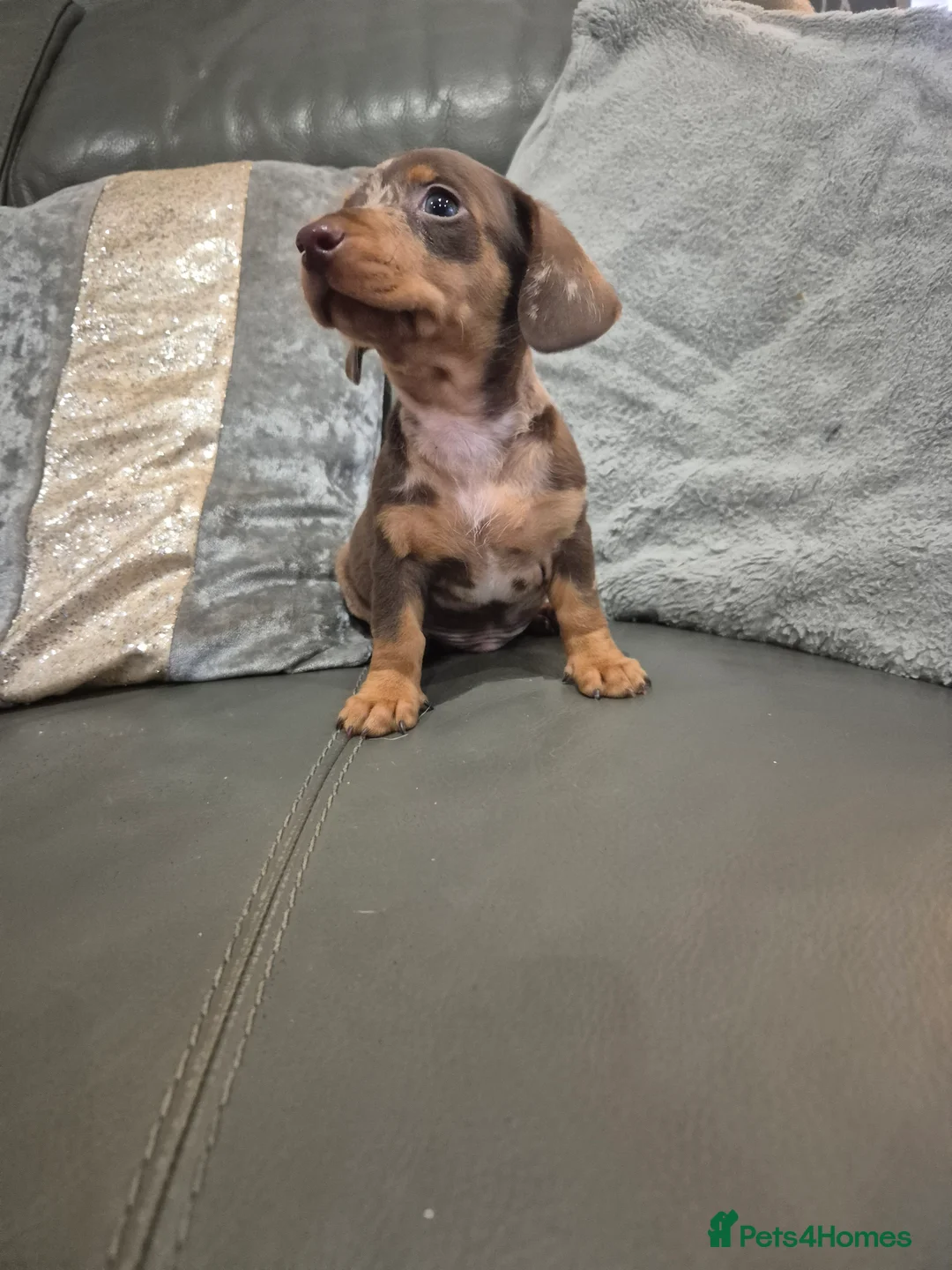 Miniature Dachshund dogs for sale: KC Dachshund Boys - Ready Now - Advert 13