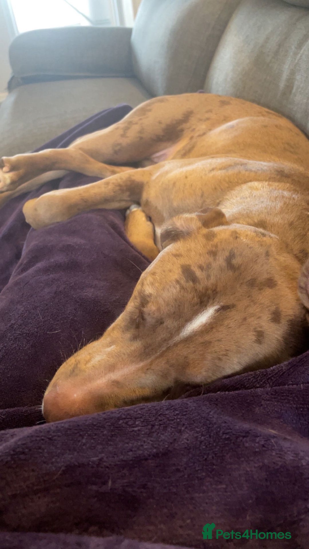 Mixed Breed dogs for sale: Female (milky) - Advert 3