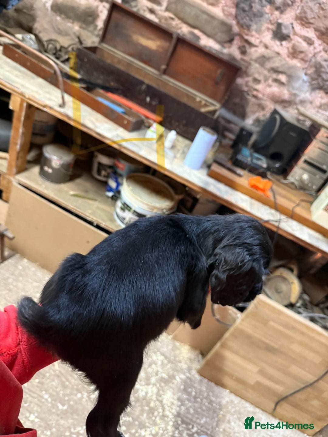 Cocker Spaniel dogs for sale: Cocker spaniel puppies - Image 2