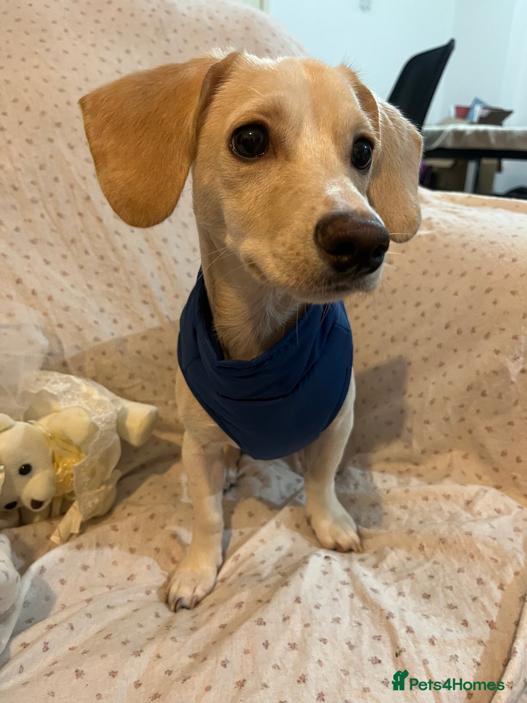 Mixed Breed dogs for sale: Adorable 7 months mini dachshund puppy! 🐶 - Advert 5