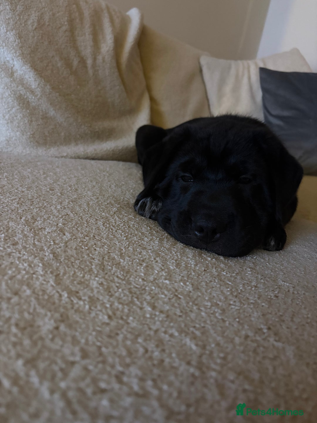 Mixed Breed dogs for sale: 12 week old Labrador mix puppy - Image 4