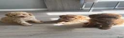 Cockapoo dogs for sale: Beautiful Cockapoo puppies 🐶 5 boys 3 girls - Advert 3