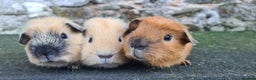 Guinea Pig rodents for sale: Californian male guinea pigs  - Advert 2
