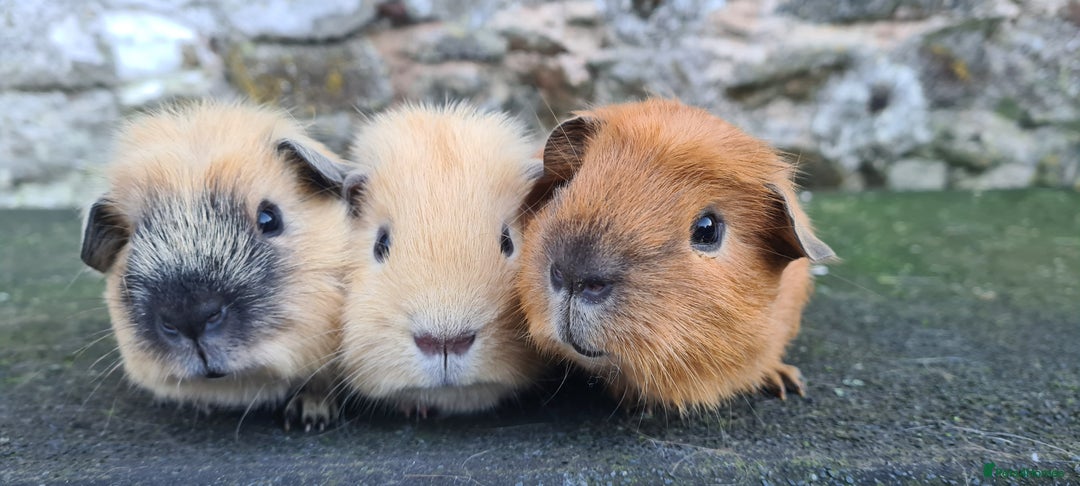 Guinea Pig rodents for sale: Californian male guinea pigs  - Advert 2