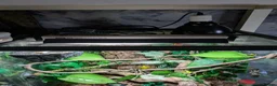 Gecko reptiles for sale: Male Crested Gecko & full set up in Oldham - Advert 8