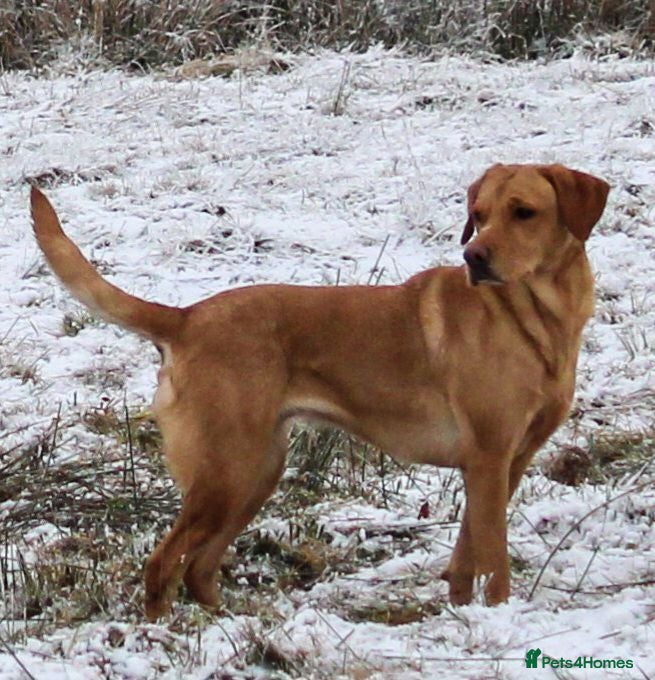 Labrador Retriever dogs Fantastic litter of eight kc working labradors - Advert 1
