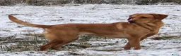 Labrador Retriever dogs for sale: Fantastic litter of eight kc working labradors - Advert 1