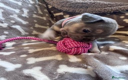 French Bulldog dogs for sale: Adorable French bulldog puppies!!🐶  - Image 3
