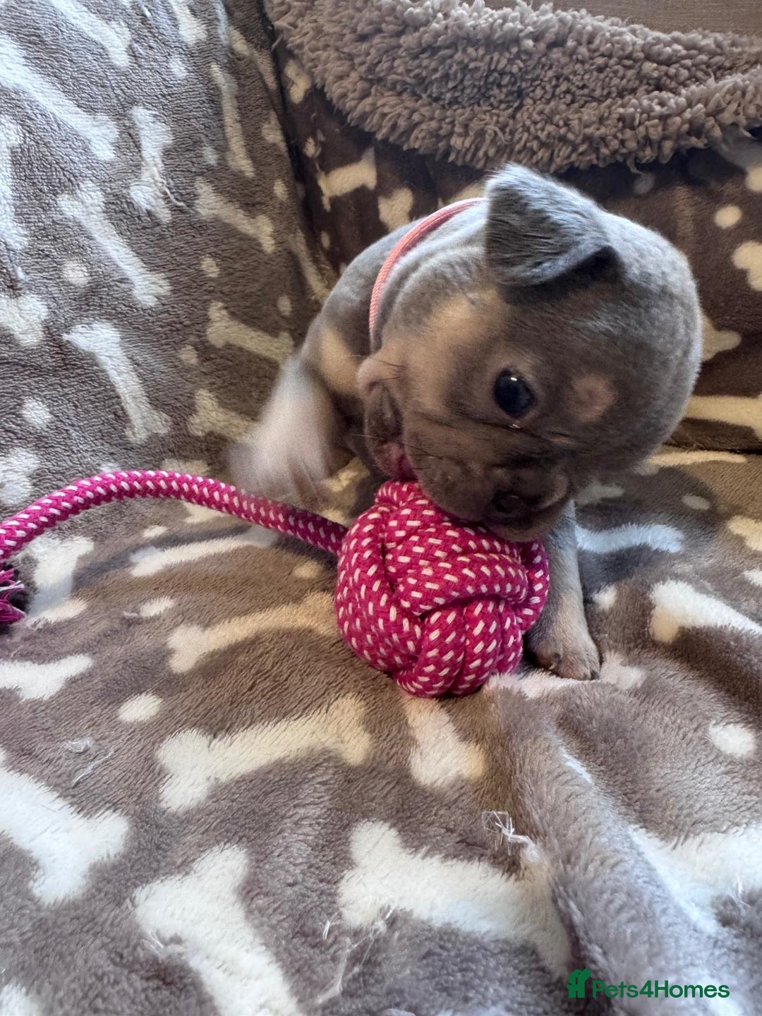 French Bulldog dogs for sale: Adorable French bulldog puppies!!🐶  - Image 3