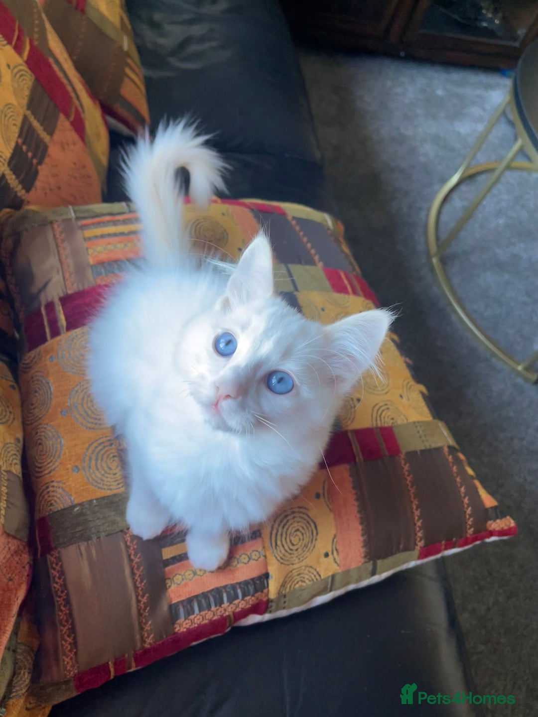 Ragdoll cats for sale: Ragdoll adults Purebred pedigree 5 generations  - Advert 28