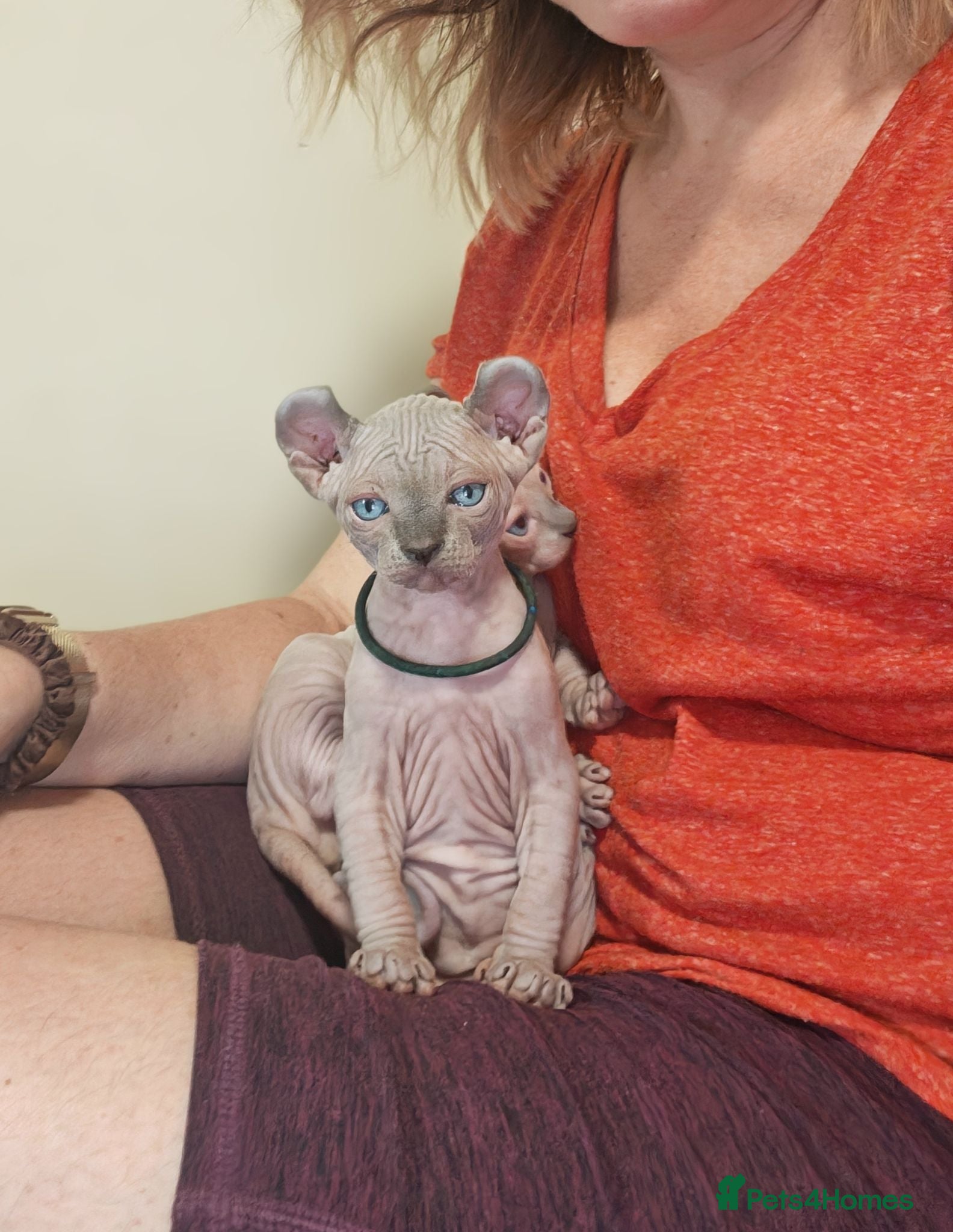 Sphynx cats Dwelf and Elf kittens for the best homes.  - Advert 2