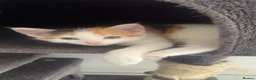 Domestic Shorthair cats for sale: 4 kittens for sale  - Advert 4