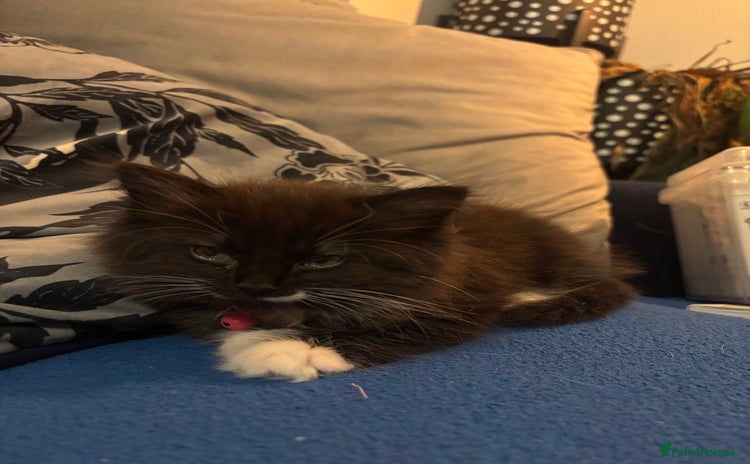 British Longhair cats - Advert 1
