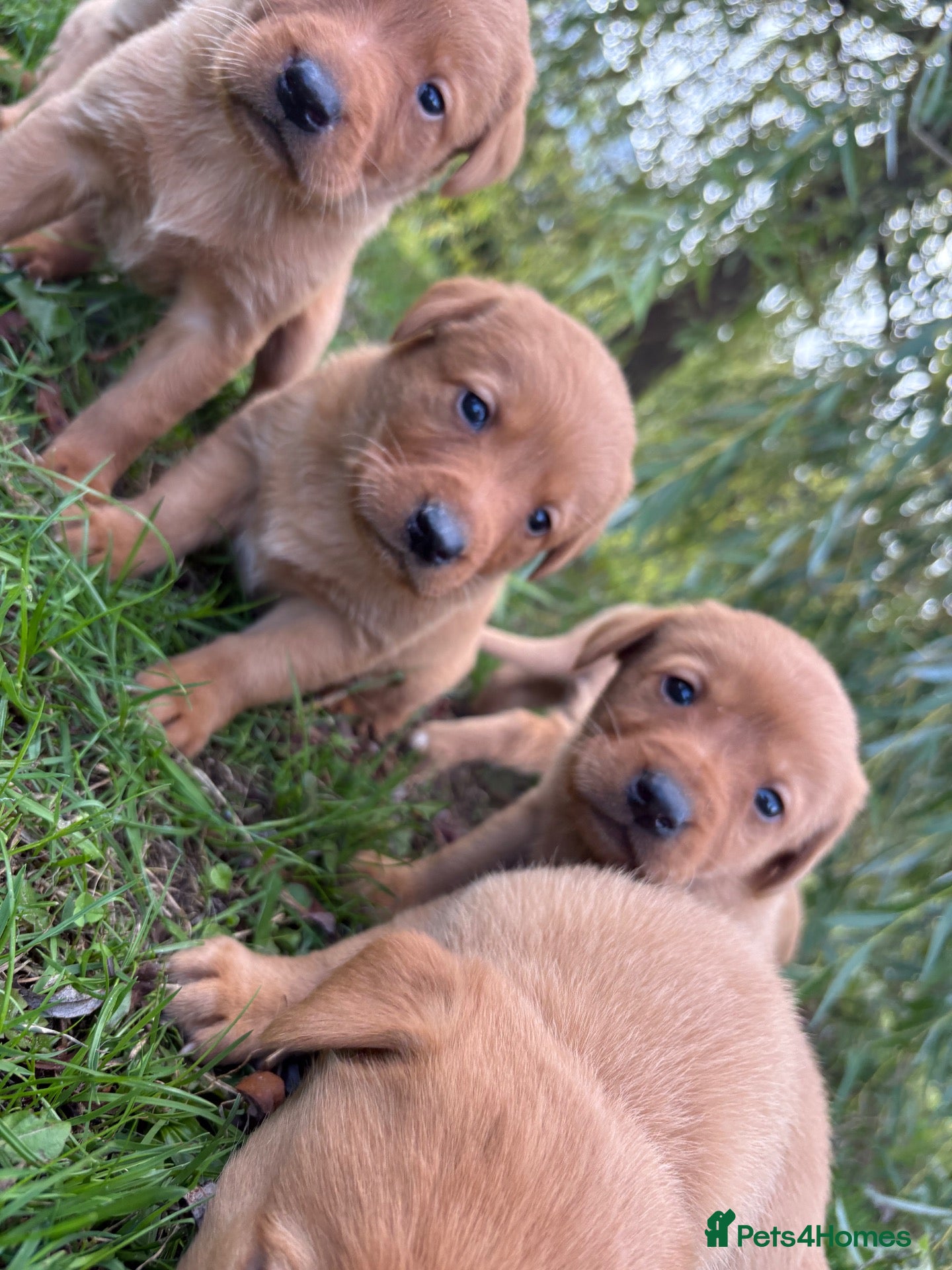 Labrador Retriever dogs Fox Red Labrador Puppies  - Advert 1